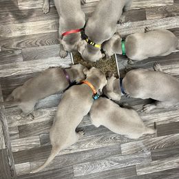 Weimaraner Puppies from Baird Weims - AKC registered