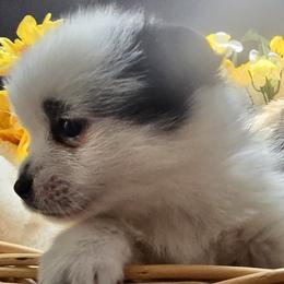Pomsky Puppies from Amazing High Desert Pomskys