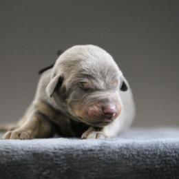 Rhaego - 5350 - Blue and rust male Doberman Pinscher puppy in Rockwall, Texas from Elitehaus