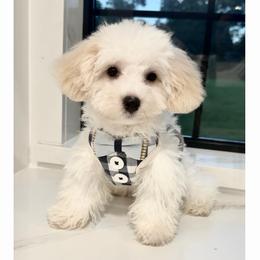 Teddy Graham - Champagne male Maltipoo puppy in Spring, Texas from GlamPaw Maltipoos