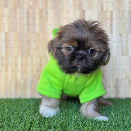 Slater - Black gold and silver male Shih Tzu puppy in San Tan Valley, Arizona from My Puppy Tzu