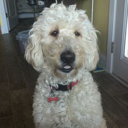 Goldendoodles from Paradise Poodle