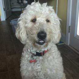 Goldendoodles from Paradise Poodle
