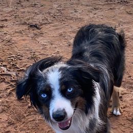 Miniature Australian Shepherd All Grown Up from Diamond Arrow Aussies
