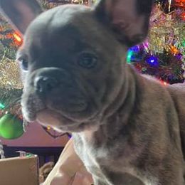 French Bulldogs from Valerie Straub