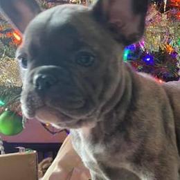 French Bulldogs from Valerie Straub