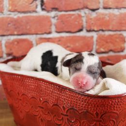 Bernedoodle Puppies from Caribou Doodles
