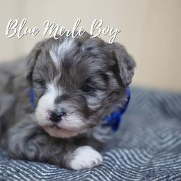 Blue Merle Boy - Blue merle male Aussiedoodle puppy in Plain City, Utah from Myers Desert Doodles