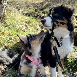 Miniature American Shepherds from Norse Aussies