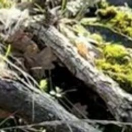 Miniature American Shepherds from Norse Aussies