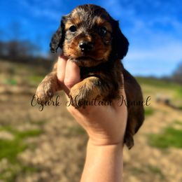 Rusty - Red male Dachshund puppy in Conway, Missouri from Ozark Mountain Kennel