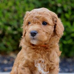 Goldendoodles from Timothy Way Doodles