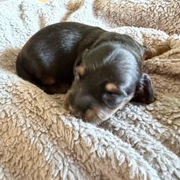 Boy One - Black and tan male Dachshund puppy in Phoenix/Chandler, Arizona from Jennifer's Guardian Doxies