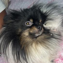 Pomeranian puppies from Luxury Poms