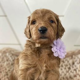 Goldendoodle Puppies from McClelland Doodles