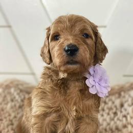 Goldendoodle Puppies from McClelland Doodles