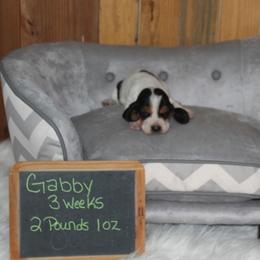Gabby - Black white and brown female Basset Hound puppy in Dover, Arkansas from S&S American Bassets