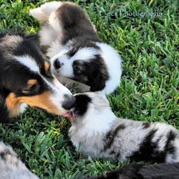 Australian Shepherd Puppies from Dovehawk Australian Shepherds