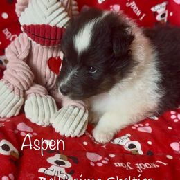 Aspen - Black white and tan male Shetland Sheepdog puppy in Idaho from Bellissimo Shelties