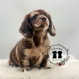 Benny - Dapple male Dachshund puppy in Litchfield, Illinois from Charmm Dachshunds