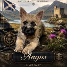 Angus - Cream brindle male Cairn Terrier puppy in Pottersville, Missouri from Cairn Terriers of Heatherridge,LLC