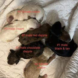 Dachshund Puppies from Witchy Woman’s Wiener’s