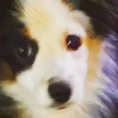 Aussiedoodles, Bernedoodles, Goldendoodles, and Poodles from Flat Rock Doodles LLC