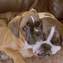 Boxer Puppies from Sand Creek Boxer Kennel