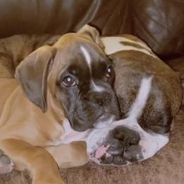 Boxer Puppies from Sand Creek Boxer Kennel