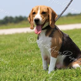 Stinker - Beagle