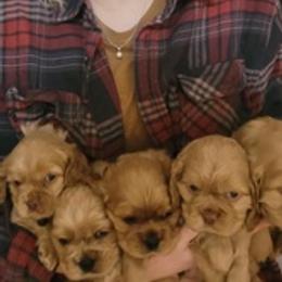 Cavalier King Charles Spaniels and Cocker Spaniels from Abigail Warrick's Cavalier King Charles Spaniels and Cocker Spaniels