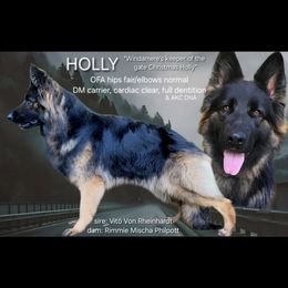 Holly - German Shepherd