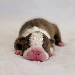 Boston Terrier Puppies from White Valley Boston Terriers