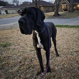 Grudge - Great Dane