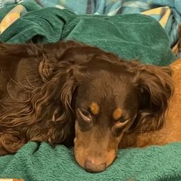 Buddy - Dachshund