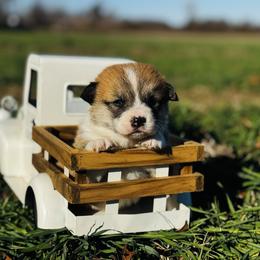 Marv - Red male Pembroke Welsh Corgi puppy in Sheldon, Missouri from Clearsky Corgis