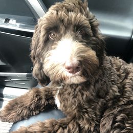 Stamps - Australian Labradoodle