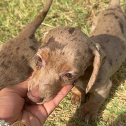 Sparklie - Dapple female Dachshund puppy in Kennedale, Texas from Puppiesnat