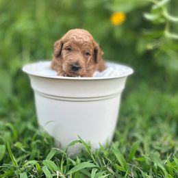 Rose - Red  female Poodle puppy in Atlanta, Texas from Miller Creek Standard Poodles