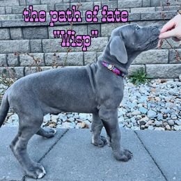 Wisp - Blue Great Dane puppy in Post Falls, Idaho from Cable Creek Danes