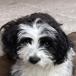 Aussiedoodle Puppies from Paisleys Doodles AK