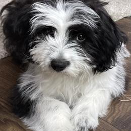 Aussiedoodle Puppies from Paisleys Doodles AK