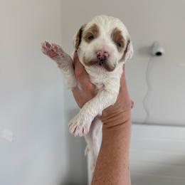 White boy - Parti male Goldendoodle puppy in Las Vegas, Nevada from Bridges Goldendoodles