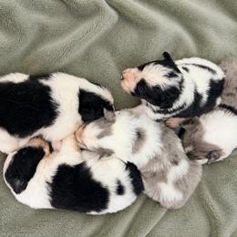 Male 4 - Black and white male Border Collie puppy in Shell Knob, Missouri from Stoneridge Kennel