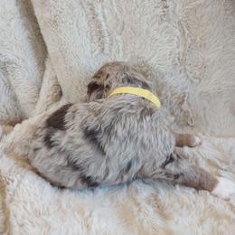 Sandy - Merle female Assorted Doodle Crosses puppy in Heyburn, Idaho from Royal T Acres