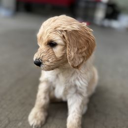 Goldendoodle Puppies from Peach Blossom Pups