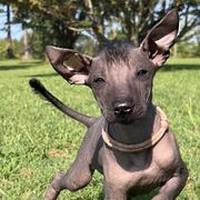 Dinna Fash Sasanach - Black Xoloitzcuintli puppy in Ethridge, Tennessee from Royalty Reigns Xolos