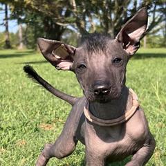 Dinna Fash Sasanach - Black Xoloitzcuintli puppy in Ethridge, Tennessee from Royalty Reigns Xolos
