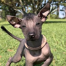 Dinna Fash Sasanach - Black Xoloitzcuintli puppy in Ethridge, Tennessee from Royalty Reigns Xolos