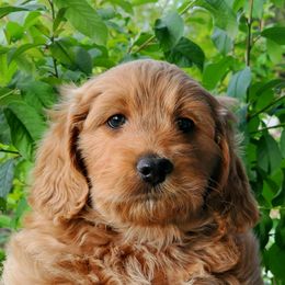 Girl 3 - Cream Goldendoodle puppy in Garden City, Utah from Bear Lake Bearded Retrievers